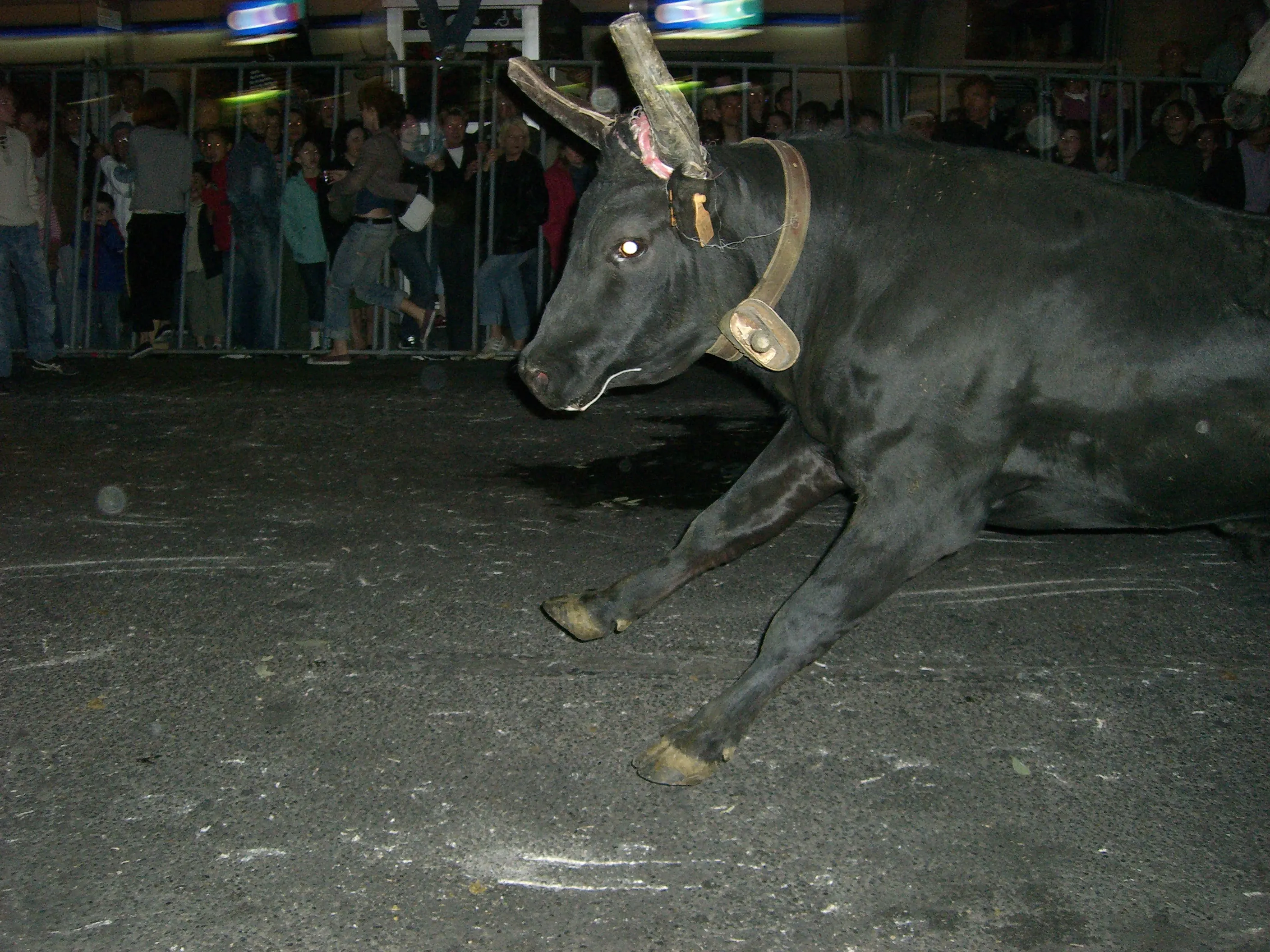 2006 Jun - The abrivados (herdsmen guiding bulls through the streets) - Nîmes